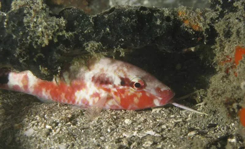 Un petit poisson coloré se cache parmi les rochers sous-marins