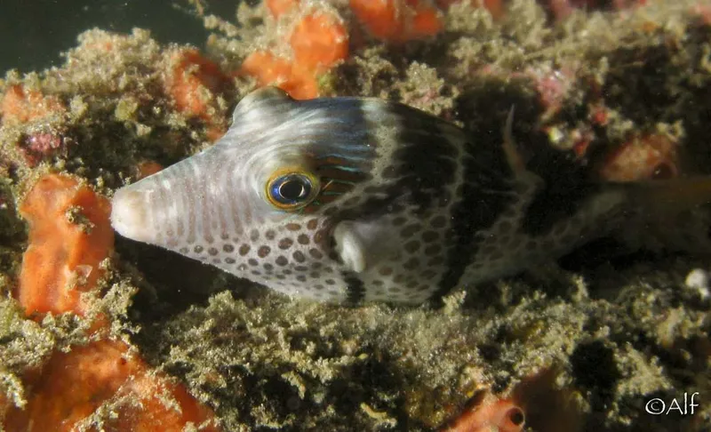 Poisson coffre tacheté sur un fond rocheux corallien coloré