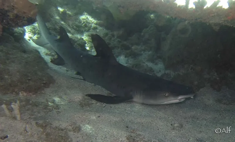 Requin reposant sous un surplomb rocheux dans un environnement marin