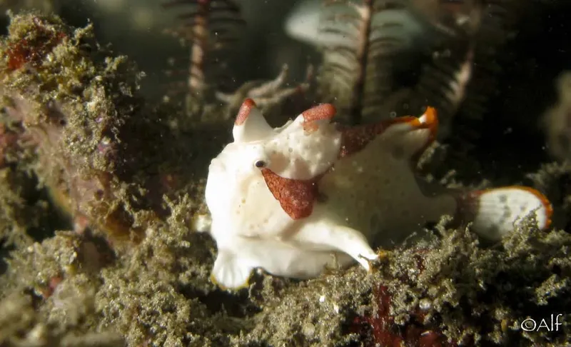 Un poisson-fantôme blanc et rouge se fond dans un environnement rocheux
