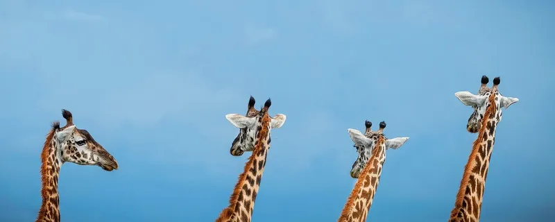 Quatre girafes se dressent vers le ciel sur fond bleu clair