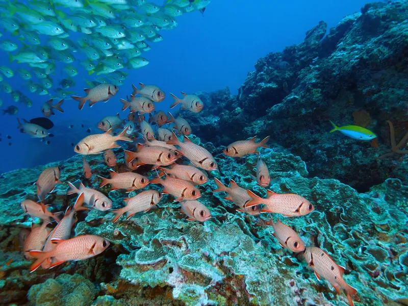 Banc de poissons rouges et jaunes sur un récifal corallien