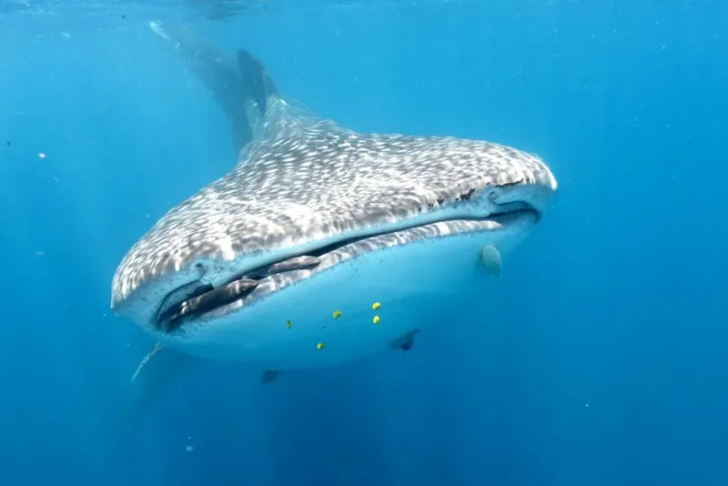 Requin baleine nageant paisiblement dans une eau bleue et claire