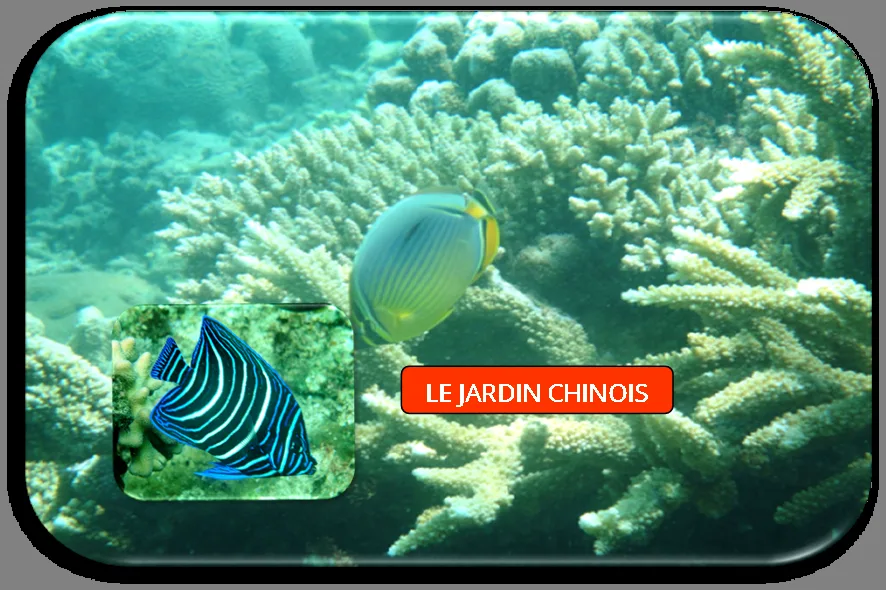 Coraux et poissons tropicaux colorés dans un récif sous-marin