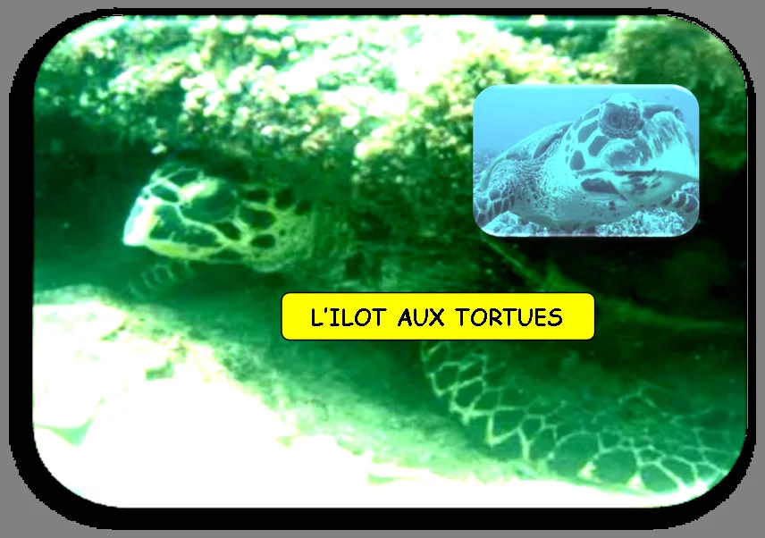Deux tortues marines nagent dans une eau turquoise et claire