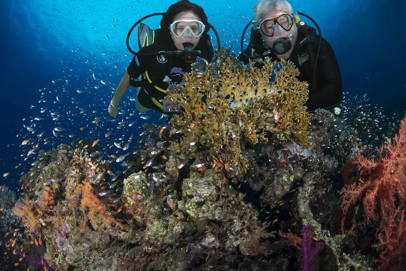Deux plongeurs explorent un récif corallien coloré et vivant
