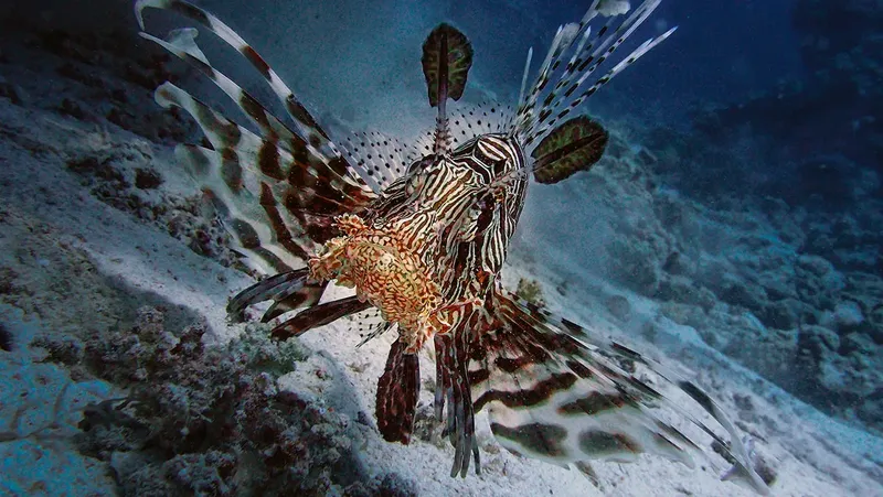 Poisson-lion déployant ses nageoires rayées au-dessus d'un fond sablonneux