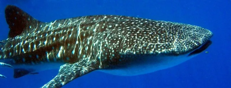 Requin baleine nageant dans l'eau bleue, corps tacheté, grand animal marin