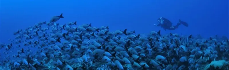 Un plongeur évolue au milieu d'un banc de poissons argentés bleutés