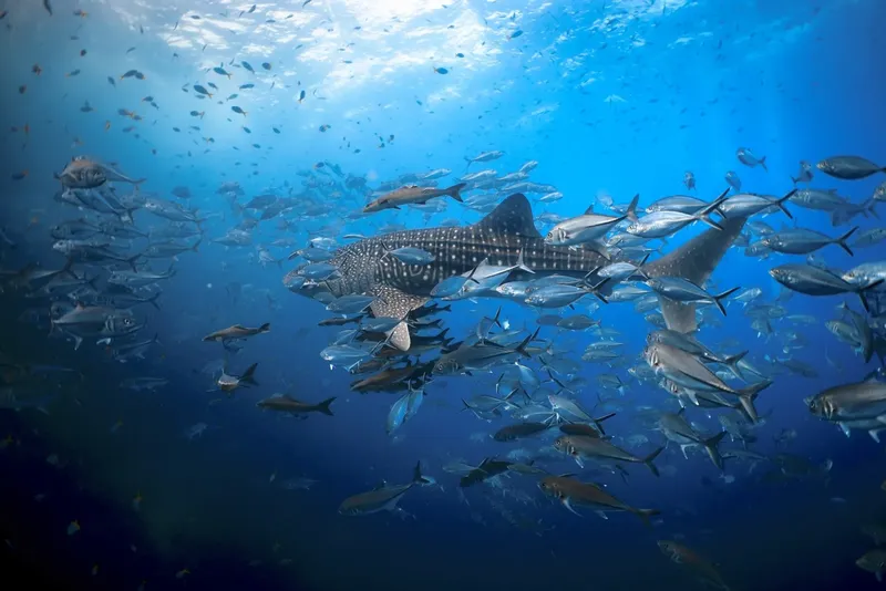 Requin baleine nageant au milieu d'un banc de poissons argentés