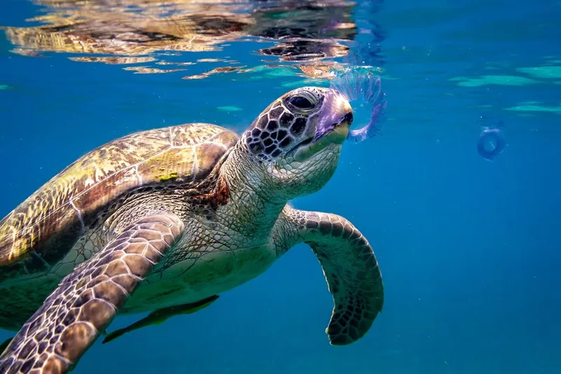 Tortue marine nageant paisiblement dans une eau bleue et claire