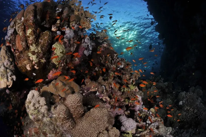 Banc de poissons colorés et coraux sous la surface de l'eau