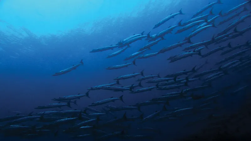 Un banc de poissons-aiguilles argentés nage en formation sous-marine