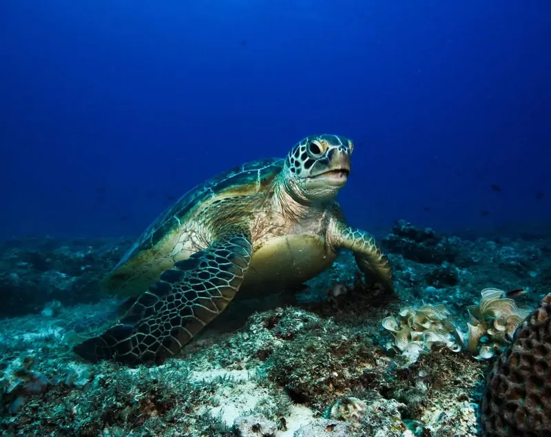 Tortue marine nageant paisiblement au-dessus d'un récif corallien ensoleillé
