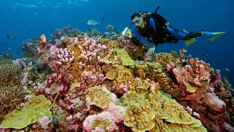 Plongeur explorant un récif corallien coloré avec des poissons tropicaux