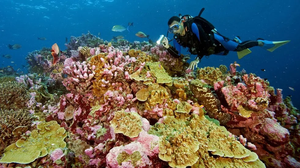 Yasmine Dive Center