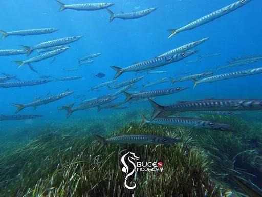Banc de poissons fusiliers nageant au-dessus d'herbiers marins en mer