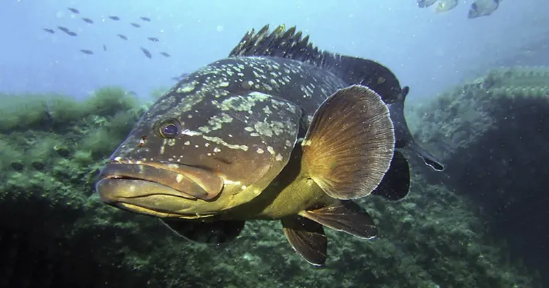 Gros mérou brun nageant dans une eau claire et rocheuse