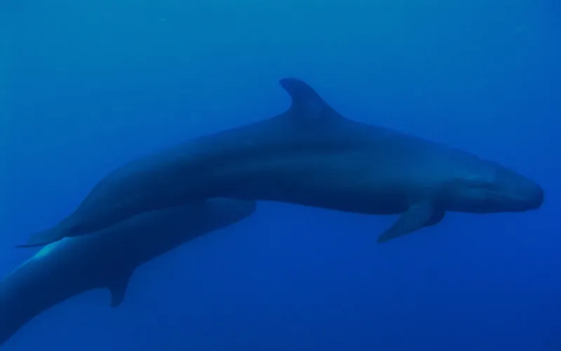 Deux requins glissent dans l'eau bleue, nageoires visibles