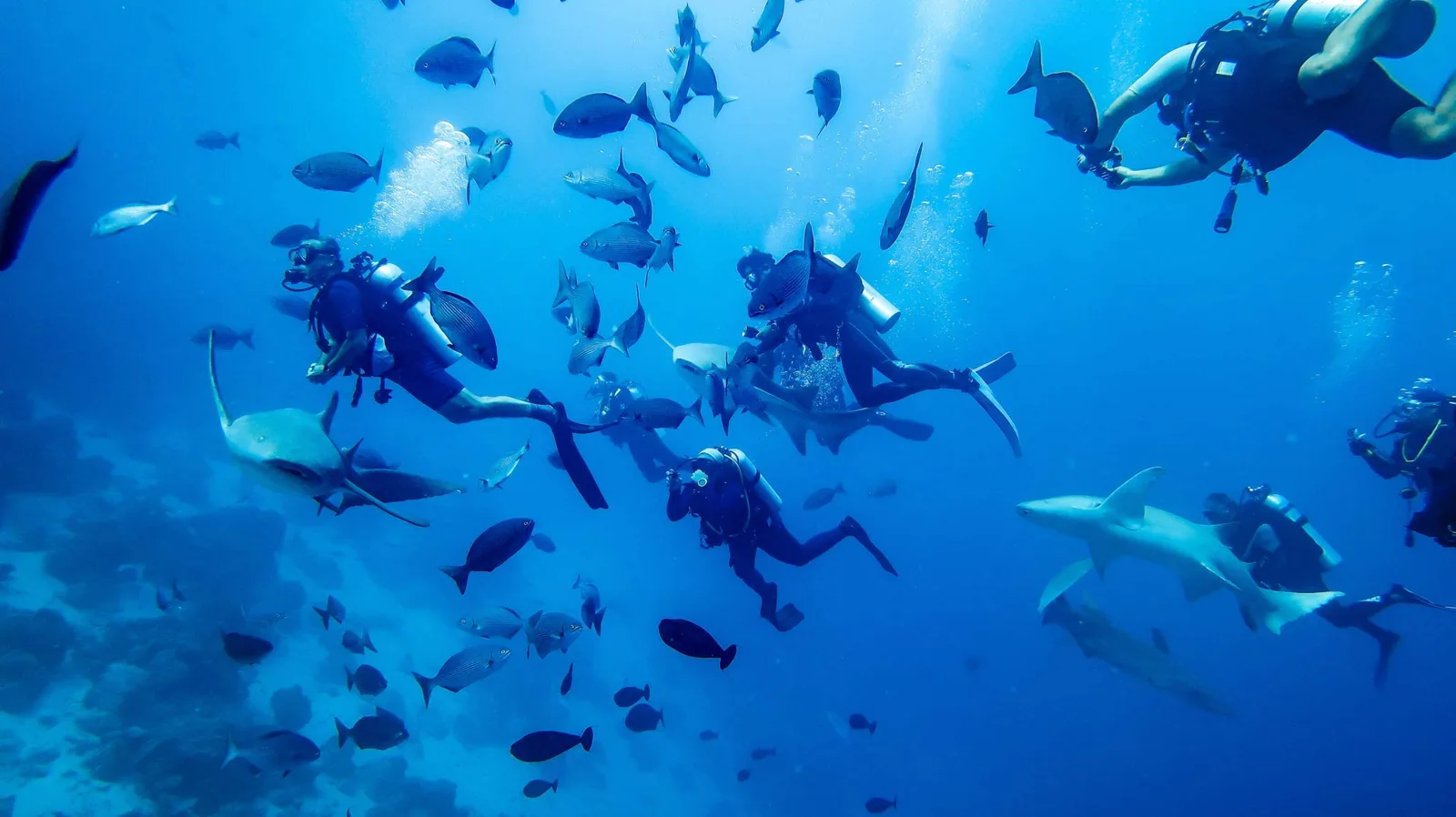Plongeurs explorent un récif avec des poissons et des raies