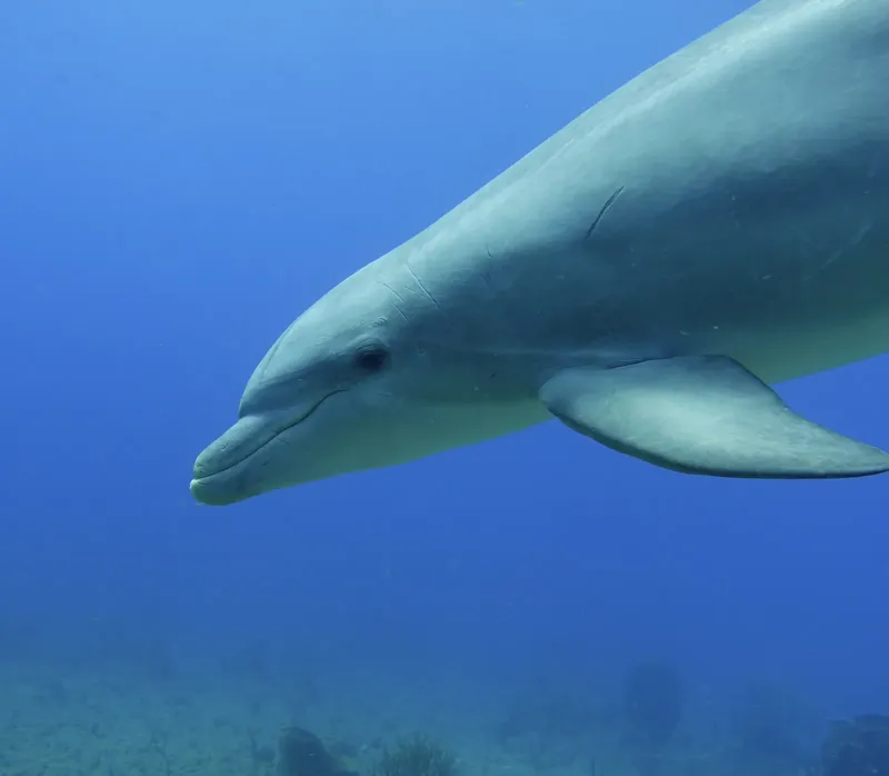 Dauphin nageant dans l'eau bleue, regardant vers la gauche