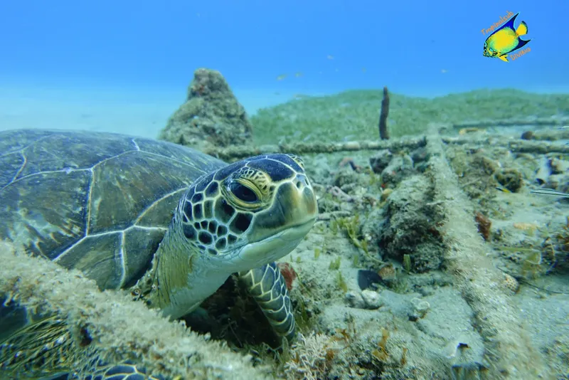 Tortue marine nageant paisiblement au fond de l'océan, regardant l'objectif