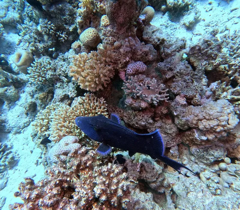 Raie bleue nageant au milieu d'un récif corallien coloré