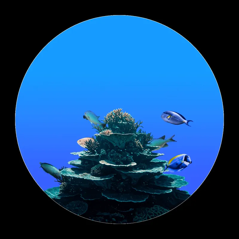 Recif corallien coloré avec plusieurs poissons tropicaux en mer
