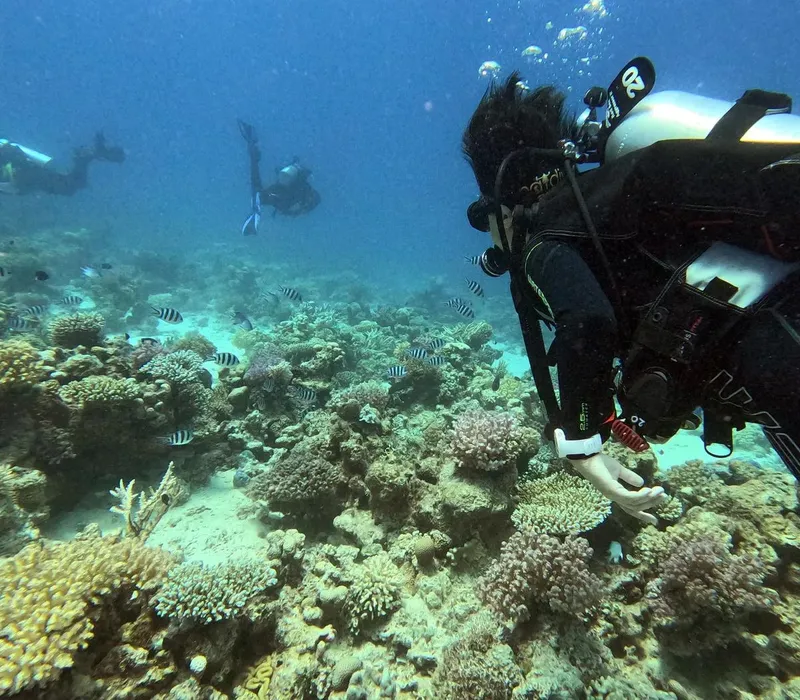 Plongeurs explorent un récif corallien avec des poissons tropicaux