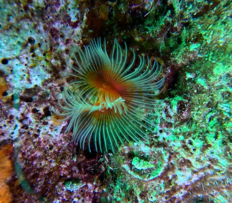 Anémone de mer orange et verte sur un récif corallien coloré