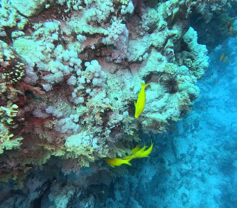 Corail et deux poissons jaunes nageant dans une eau bleue claire