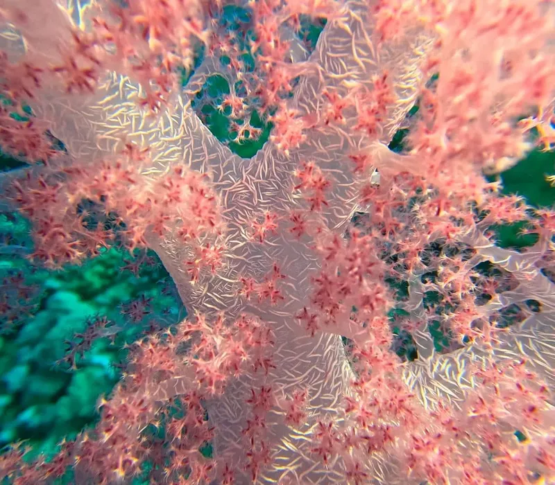 Gorgone de mer rose et verte, corail, vie marine, fond marin