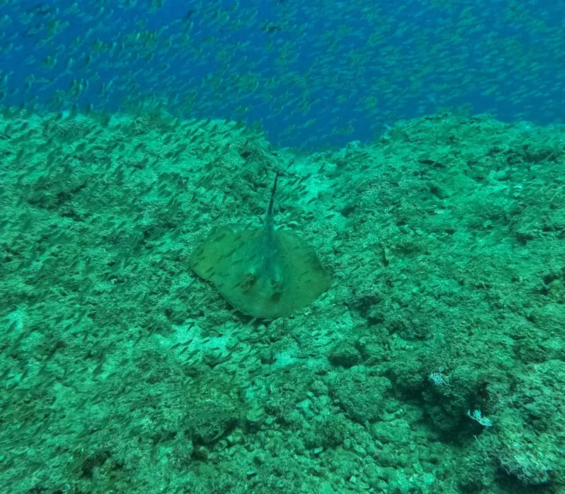 Raie manta vue d'en haut sur un fond de corail luxuriant