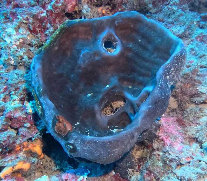 Éponge marine de couleur sombre avec des trous sur un récif corallien