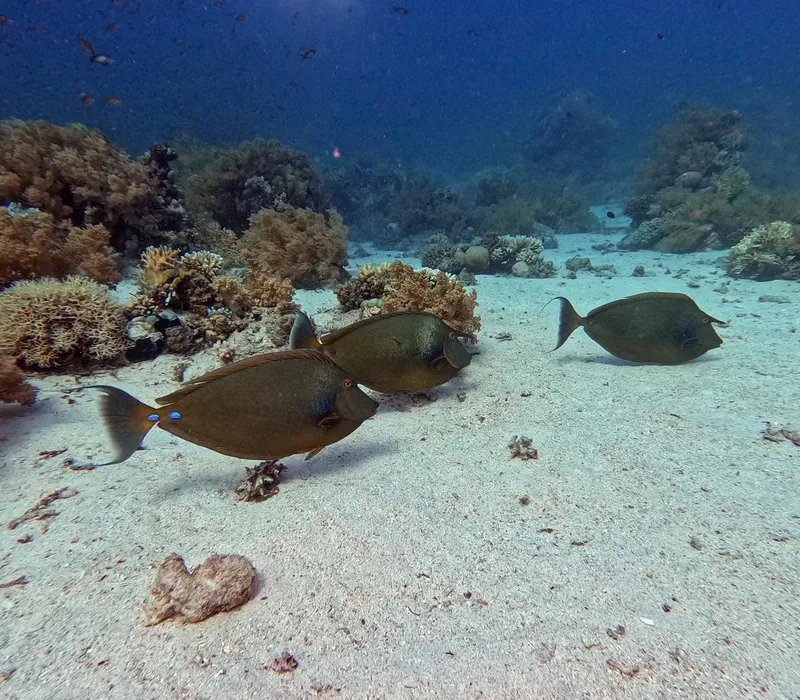 Trois poissons perroquets nagent sur un fond de sable corallien