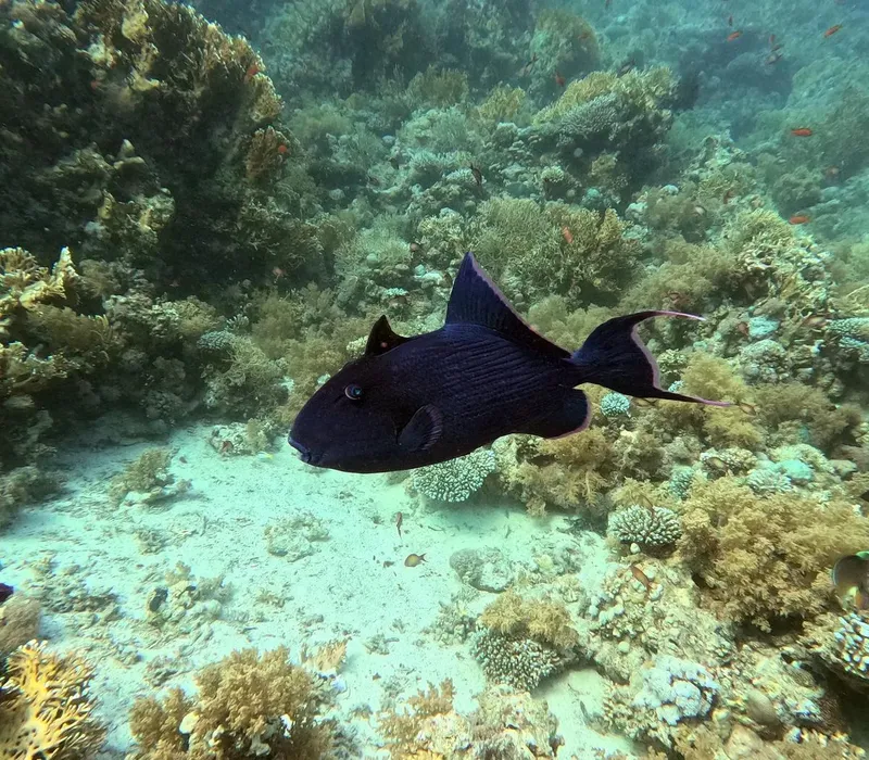 Poisson chirurgien noir et bleu nageant au milieu des coraux
