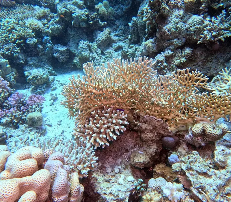 Coraux colorés et formations rocheuses sous-marines dans un environnement marin