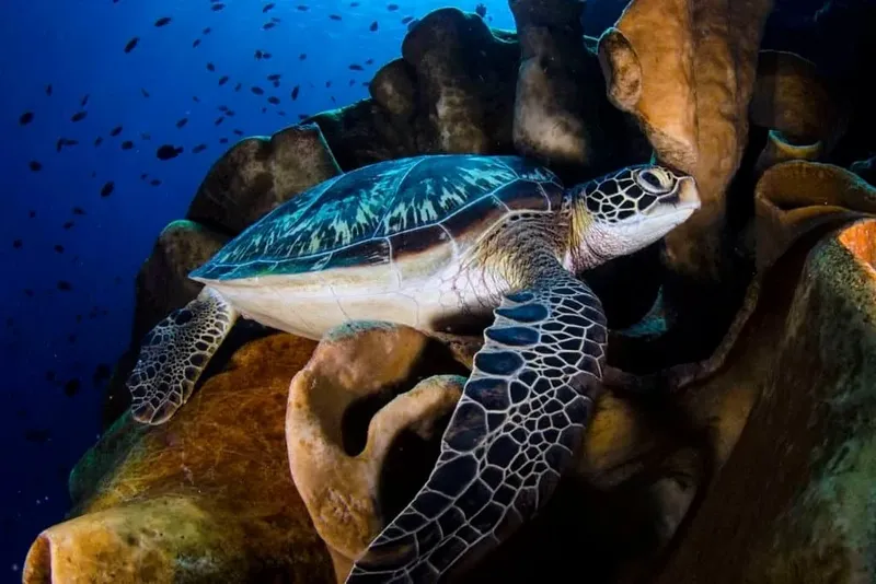 Tortue marine nageant paisiblement au milieu de coraux et de petits poissons
