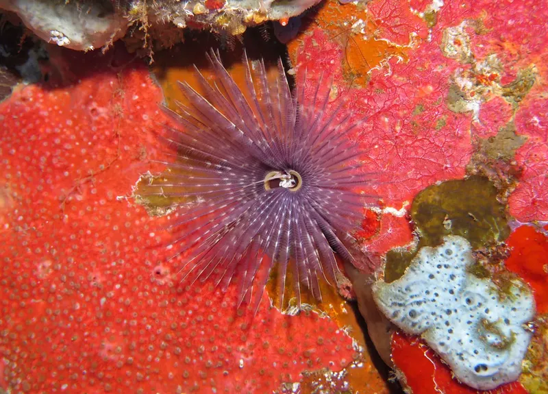 Une plume de mer violette sur un fond rocheux coloré