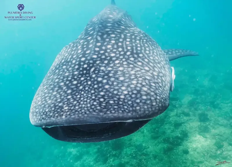 Requin baleine nageant dans une eau turquoise, vue rapprochée sous-marine
