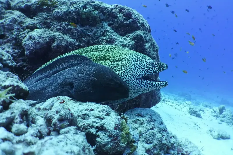Murène tachetée se fondant dans un récifal corallien bleu clair