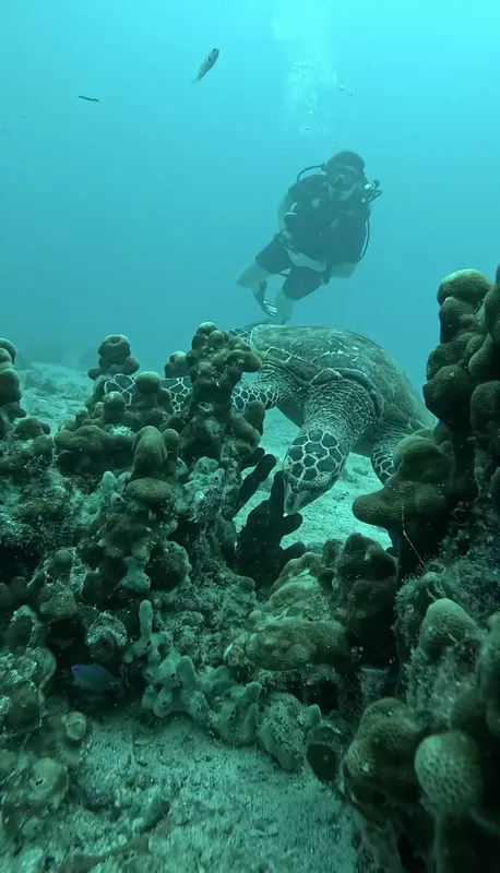 Tortue marine nageant au-dessus d'un récifal corallien avec un plongeur