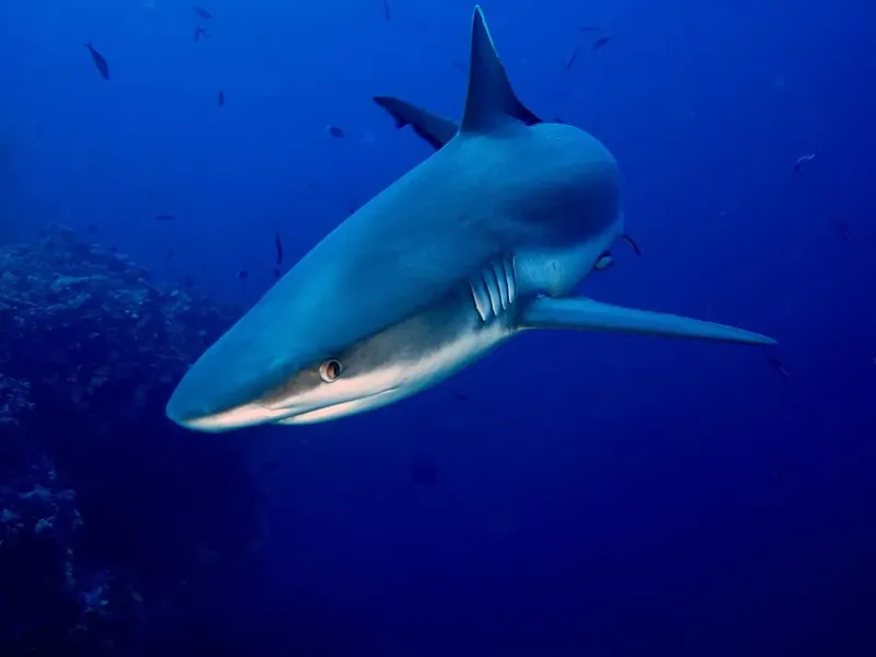 Requin bleu nageant dans l'océan, lumière bleue, faune marine