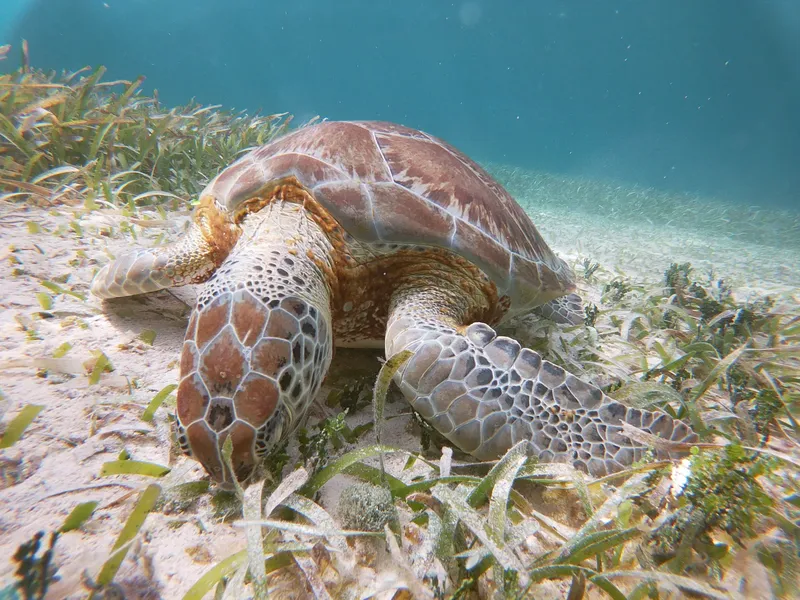 Tortue marine nageant paisiblement au-dessus d'un fond sablonneux et herbeux