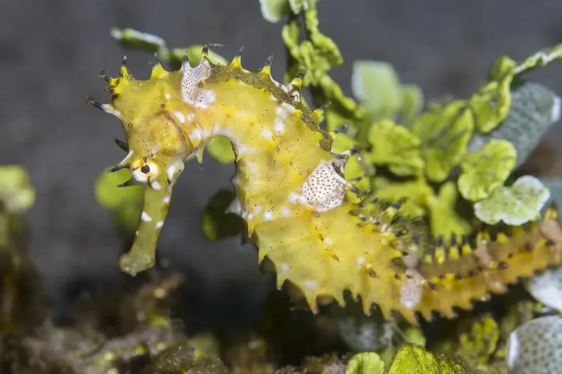 Hippocampe épineux jaune et vert se fondant dans les algues