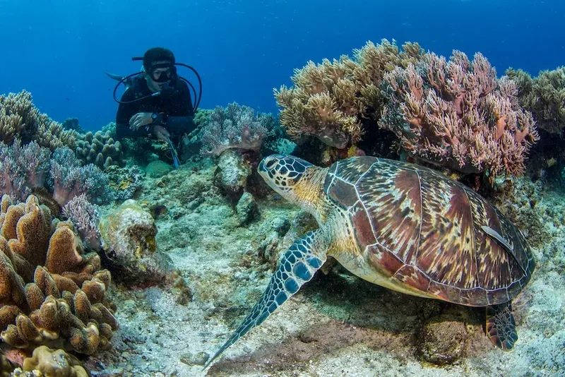 Tortue marine nageant au milieu des coraux avec un plongeur en arrière-plan