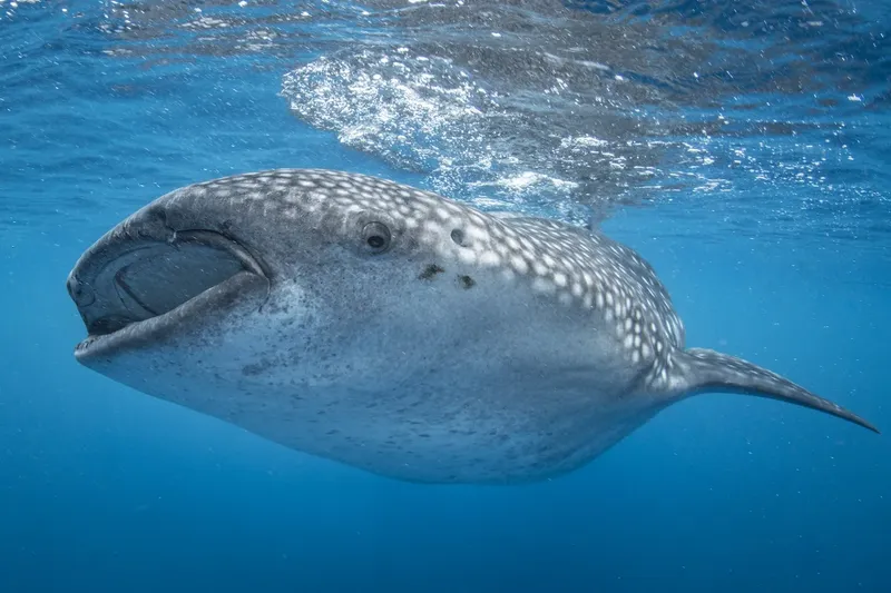 Requin baleine nageant en eaux bleues, bouche ouverte, motif tacheté