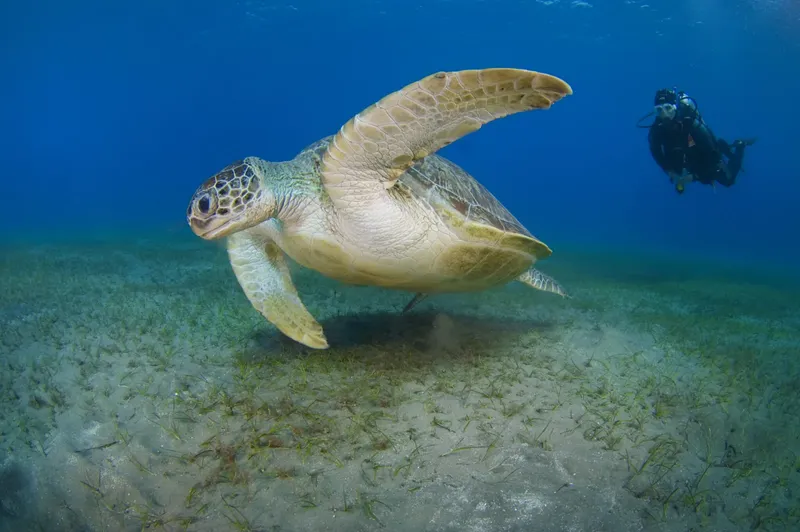 Tortue marine nageant gracieusement au-dessus d'un fond marin herbeux