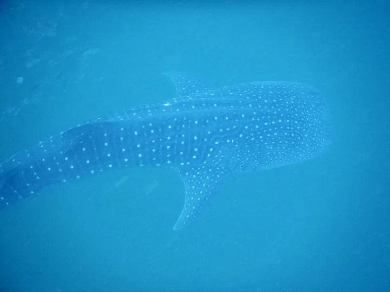 Requin baleine nageant dans une eau bleue claire et profonde