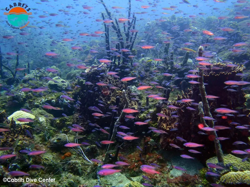 Banc de poissons rouges nageant autour d'un récifal corallien coloré
